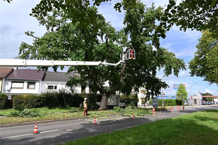 Die Krone der Eiche musste stark zurückgeschnitten werden, damit der Baum nicht weiter aufreißt. Anschließend wurde der Stamm mit Gurten gesichert. Fotos: Stadt Koblenz / Verena Groß