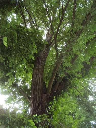 Die Krone der seltenen Ulme.