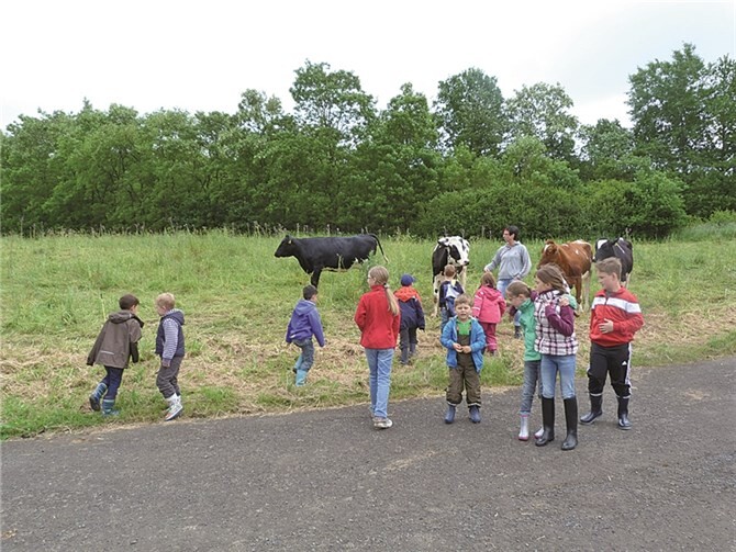 Die Kühe wurden von den Kids zur neuen Weide begleitet.