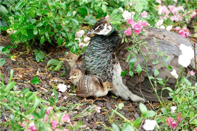 Die Küken der Pfauen ziehen derzeit die Blicke der Zoobesucher auf sich.  Fotos: Alexandra Japes
