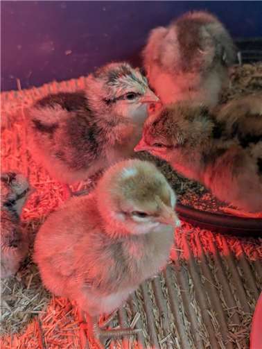 Die Küken im Brutkasten.  Foto: privat