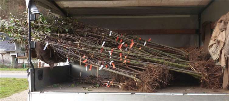 Die Laderampe wurde vollgeladen mit Obstbäumchen.