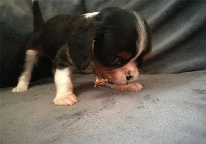 Die Lebenserwartung für Jim ist leider nicht sehr hoch.