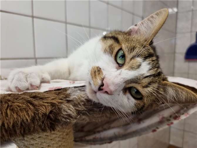 Die Lieblingsbeschäftigung von Traumkater „Nalu“ ist das Schmusen. Foto: Sybill Limbach