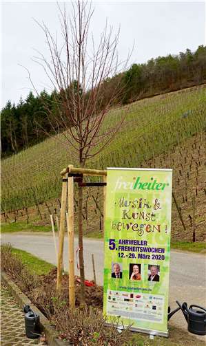 Die Linde als Zeichen der Hoffnung. Fotos: KG