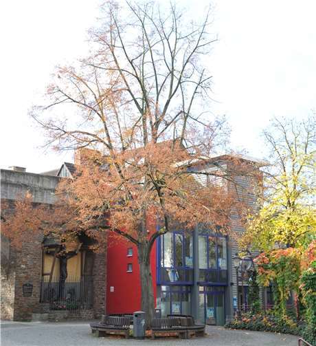 Die Linde am Läufkreuz ist so stark geschädigt, dass sie nicht mehr erhalten werden kann. Sie wird aber ebenfalls durch einen bereits sehr großen Baum ersetzt.