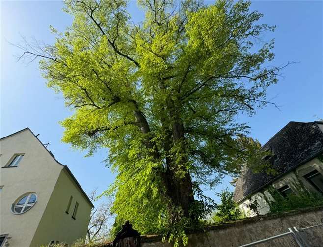 Die Linde in der Obermendiger Fallerstraße darf nicht gefällt werden.Archiv-Foto: VG-Verwaltung Mendig