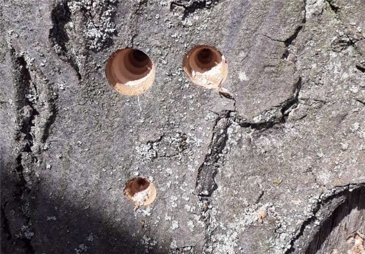 Die Löcher wurden mit einem Bohrer gebohrt. Fotos: Ortsgemeinde Dedenbach