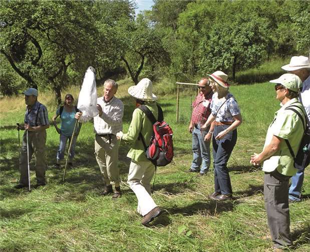 Die Lohrsdorfer Wiesen sind ein gutes Zuhause für viele Schmetterlingsarten. privat