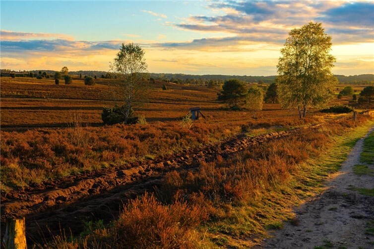 Die Lüneburger Heide ist eine Weidelandschaft mit hoher Artenvielfalt. Foto: Marcel Weidenfeller