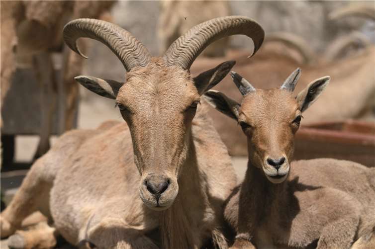 Die Mähnenspringer in ihrem Gehege.Privat