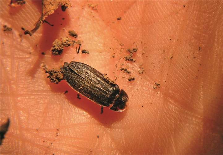 Die Männchen der Leuchtkäfer mit schwarzbraunen Flügeldecken.