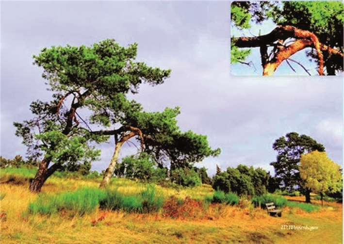 Die Magie der Natur der Wacholderheiden bot für die „Initiative Breisiger Künstler“ reichlich Inspiration.privat