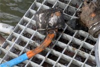 Erfolgreiche Umweltschutzaktion am Rheinufer in Neuwied mit Magnetanglern