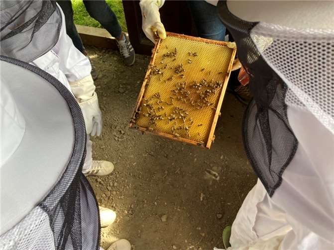 Die Maxis konnten die Bienen einmal hautnah erleben.