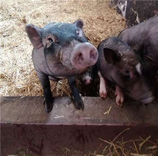 Die Minischweine sind putzmunter und freuen sich auf ein neues Zuhause. Foto: Kreisverwaltung / Svenja Hoffmann