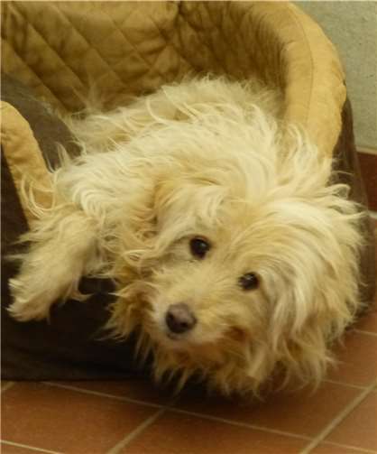 Die Mischlingshündin Molly.