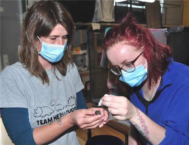 Die Mitarbeiter der Pflegestation verabreichen einem kleinen Jungvogel Augentropfen. Fotos: BS