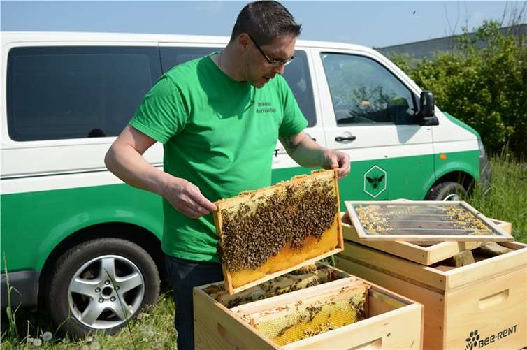 •Die Mittelwände werden den Bienen von Markus Bell in die Boxen gegeben.