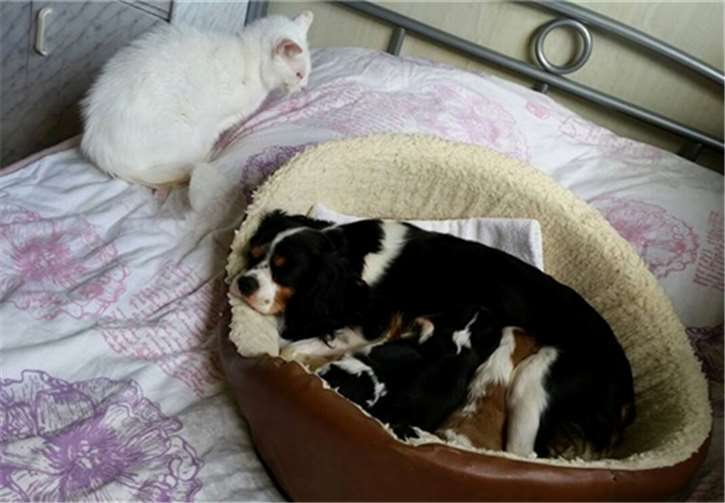 Die Mutter und ihre Welpen stammen aus einer illegalen Hundezucht.