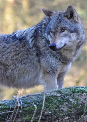 Die NI freut sich über die Rückkehr des Wolfes. Foto: Harry Neumann/NI
