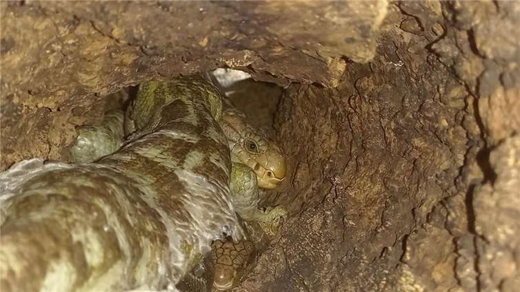 Die Nachzucht der Wickelsinke war erfolgreich.