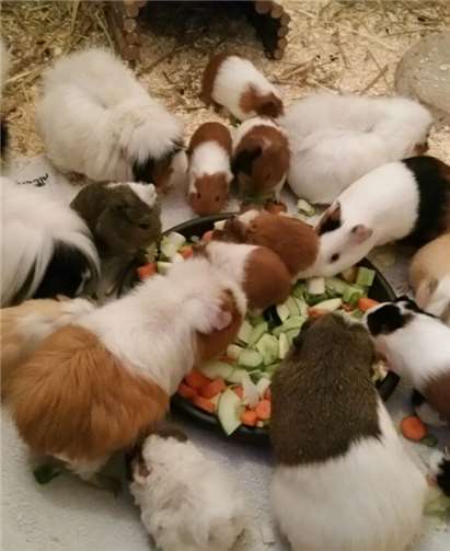 Die Nager fühlen sich in Gesellschaft wohl. Tierheim Mayen