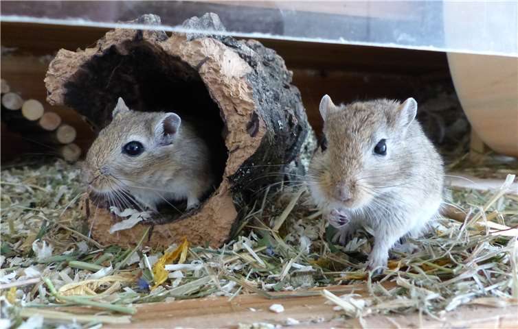 Die Nager haben mehr Ansprüche, als oftmals angenommen wird.privat