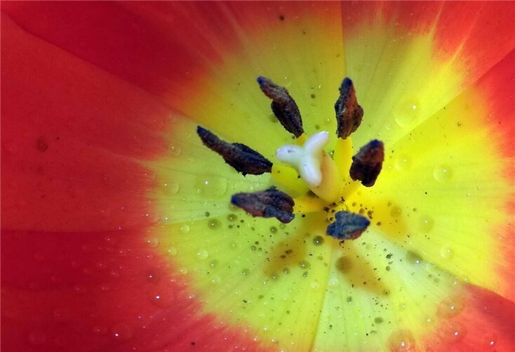 Die Nahaufnahmen enthüllen jedes Detail. 