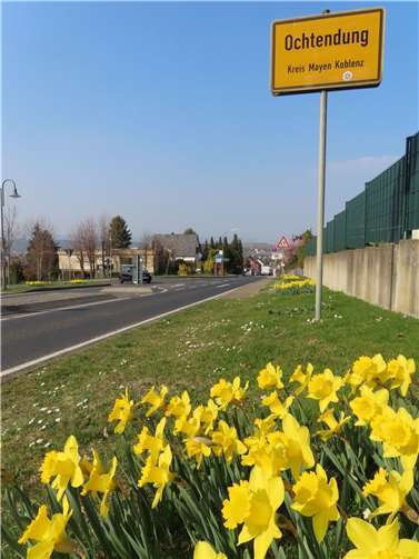 Die Narzissen erstrahlen in gelb.  Foto: OG Ochtendung