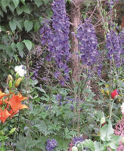 Die Natur bietet neben ihrer Schönheit eine Vielfalt an heilkräftigen Pflanzen. privat