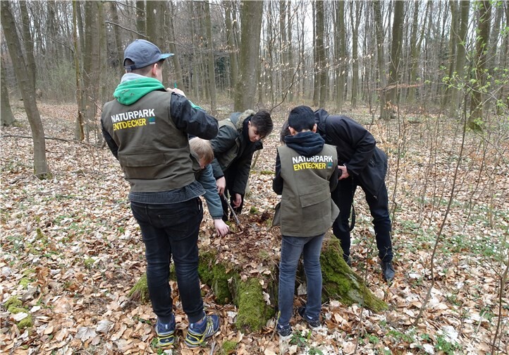 Die Naturparkentdecker suchten nach Insekten und bestimmten Pflanzen.privat