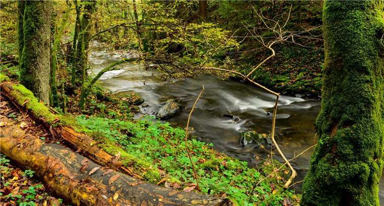 Die Naturschutzinitiative e.V. (NI) lehnt als anerkannter Naturschutzverband den Einsatz von Bioziden, aber auch ansonsten die Reaktivierung der Brexbachtalbahn aus Artenschutzgründen ab. Foto: Harry Neumann, NI