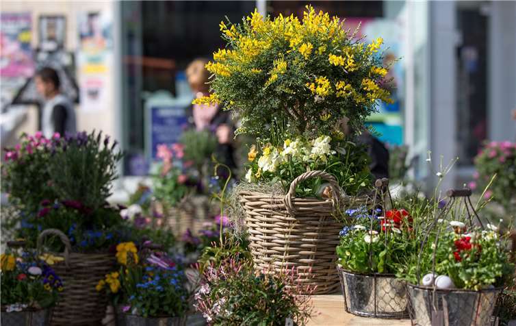 Die Neuwieder Innenstadt verwandelt sich am 4. und 5. Mai wieder in ein Blütenmeer. Foto: Stadtverwaltung