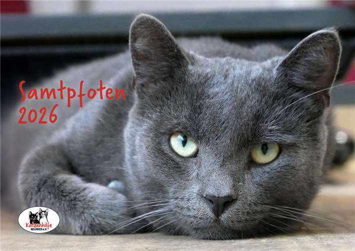 Die Neuwieder Katzenhilfe hat ihren Samtpfoten-Kalender für das Jahr 2026 an den Start gebracht. Foto: privat
