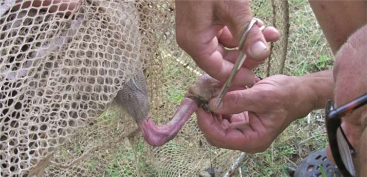 Die Nilgans konnte eingefangen und der Schwimmer entfernt werden. privat