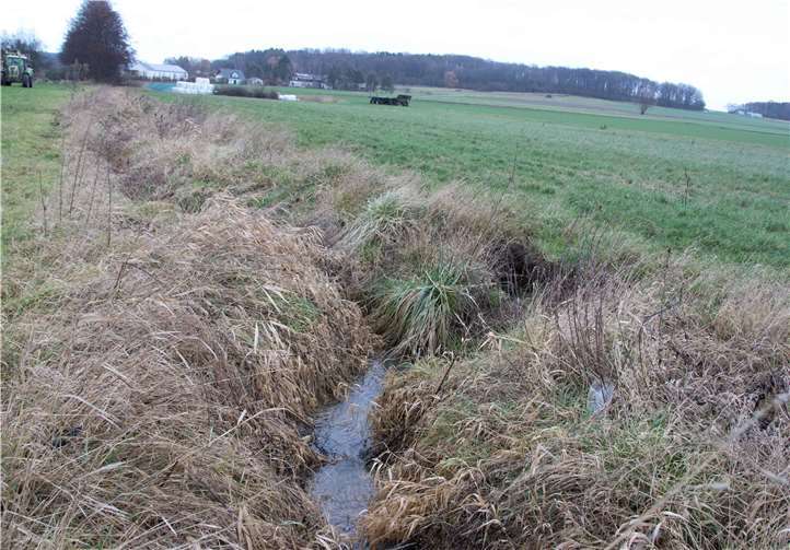 Die Nutria verändern den Lauf des Bachs und unterhöhlen die Feldränder. Ein Traktor kann den Rand des rechten Feldes nicht mehr ohne das Risiko, einzubrechen befahren.