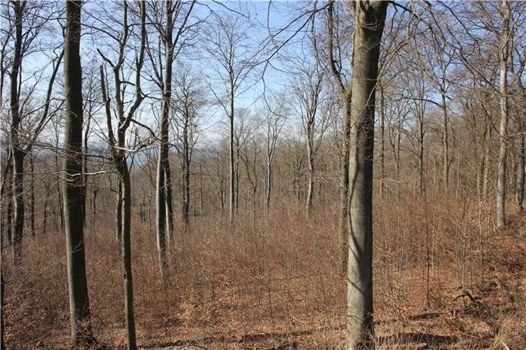 Die Nutzung von Brennholz im FFH ist dabei genauso zugelassen, wie alle anderen Nutzungen.  Foto: Kreiswaldbauverein-Neuwied