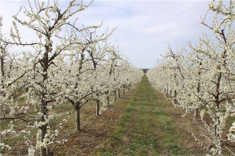Die Obstgärten in und um Meckenheim werden in voller Blüte stehen.