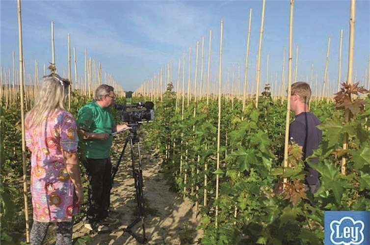 Die Okulate wurden im Sommer begutachtet.