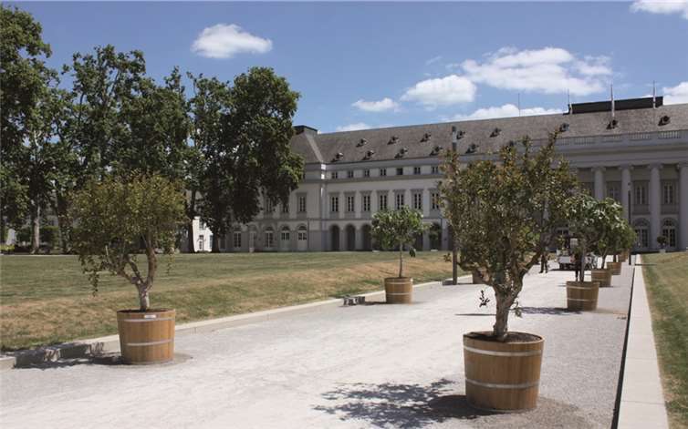 Die Orangeriebäume sind ein Blickfang vor dem Kurfürstlichen Schloss in Koblenz.Anna Maria Schuster