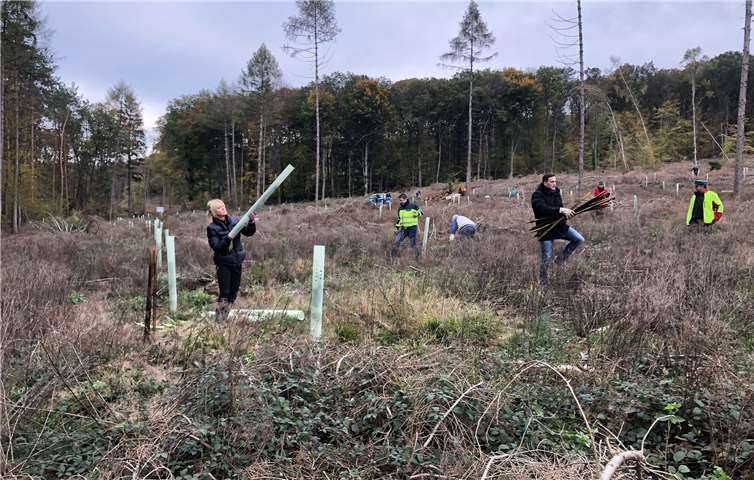 Die Pflanzaktion fand auf einer Fläche statt, die dem Borkenkäfer bereits einheim gefallen war. Foto: Stadtverwaltung Sinzig
