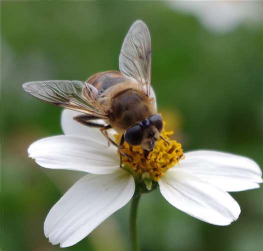 Die Pflanze dient alsFutterquelle und begünstigtdie Population der Tiere.