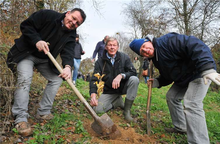 Die Pflanzung an der neuen Truffière am Heerweg. Fotos: RASCH