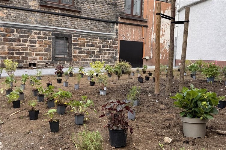 Die Pflanzung im Innenhof des Rathauses bietet nicht nur einen schönen Aufenthaltsort, sondern ist auch eine wichtige Nahrungsquelle für Insekten. 