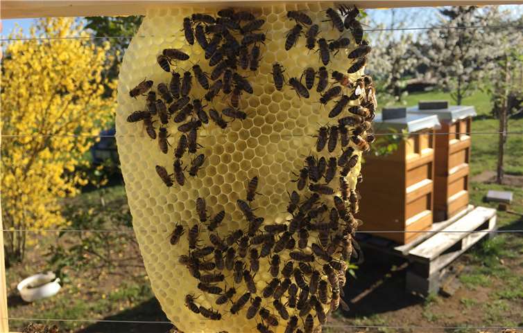 Die Pflege der Bienen liegt den Imkern am Herzen. Jetzt hielten die Mendiger ihre Jahreshauptversammlung.Foto: Imkerverein Mendig und Umgebung