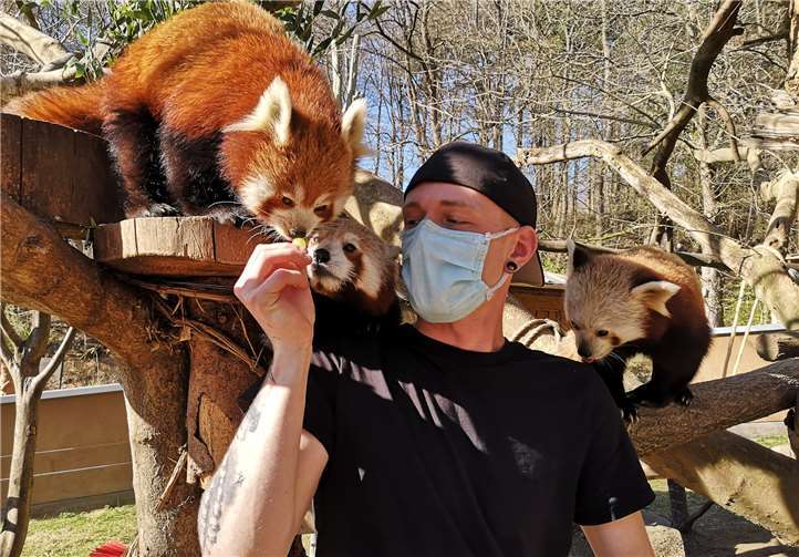 Die Pfleger müssen die Tiere bis zu einem gewissen Grad an sich gewöhnen.Fotos: Zoo Neuwied