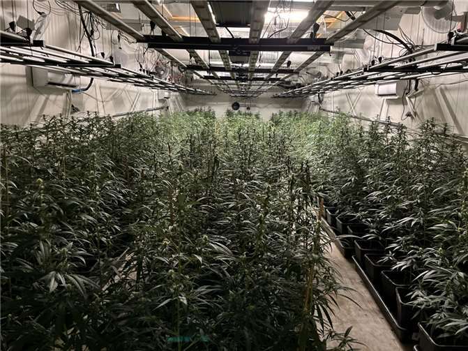 Die Polizei fand eine professionell betriebene Indoor-Plantage.  Foto: Polizeipräsidium Köln