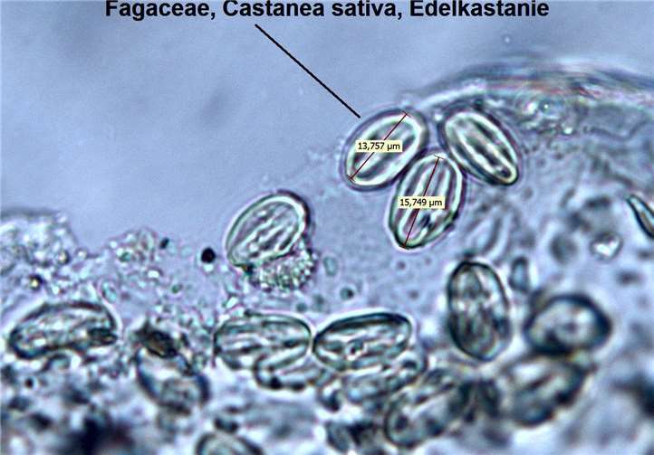Die Proben wurden im Trierer Institut für Lebensmittelchemie des Landesuntersuchungsamts untersucht. Auch die Pollen der Edelkastanie waren darin enthalten.