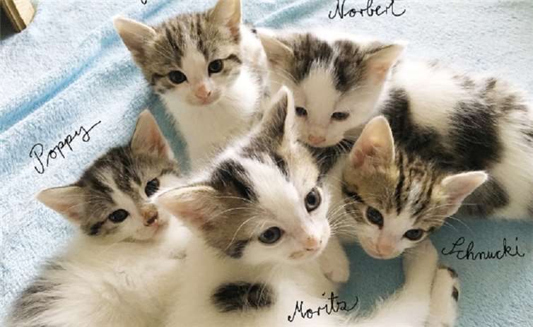 Die Rasselbande.privat